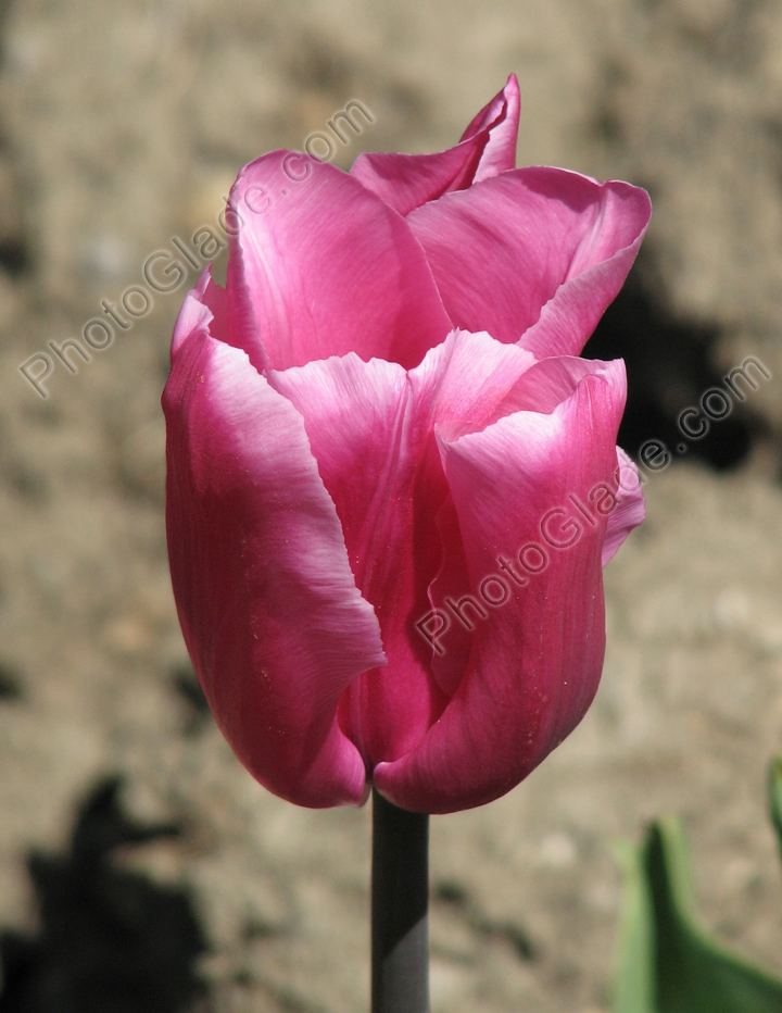 Бокаловидный цветок тюльпана Anne Claire.