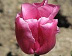 Бокаловидный цветок тюльпана Anne Claire. 
Размер: 720x932. 
Размер файла: 471.76 КБ