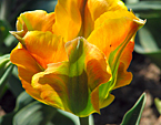 Жёлто-зелёный тюльпан Formosa. 
Размер: 720x960. 
Размер файла: 674.58 КБ