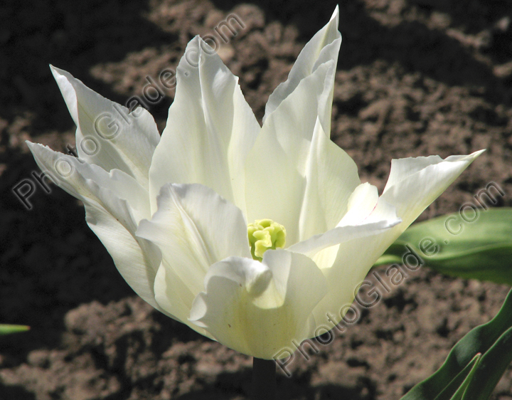 Белый лилейный тюльпан Ballade White.