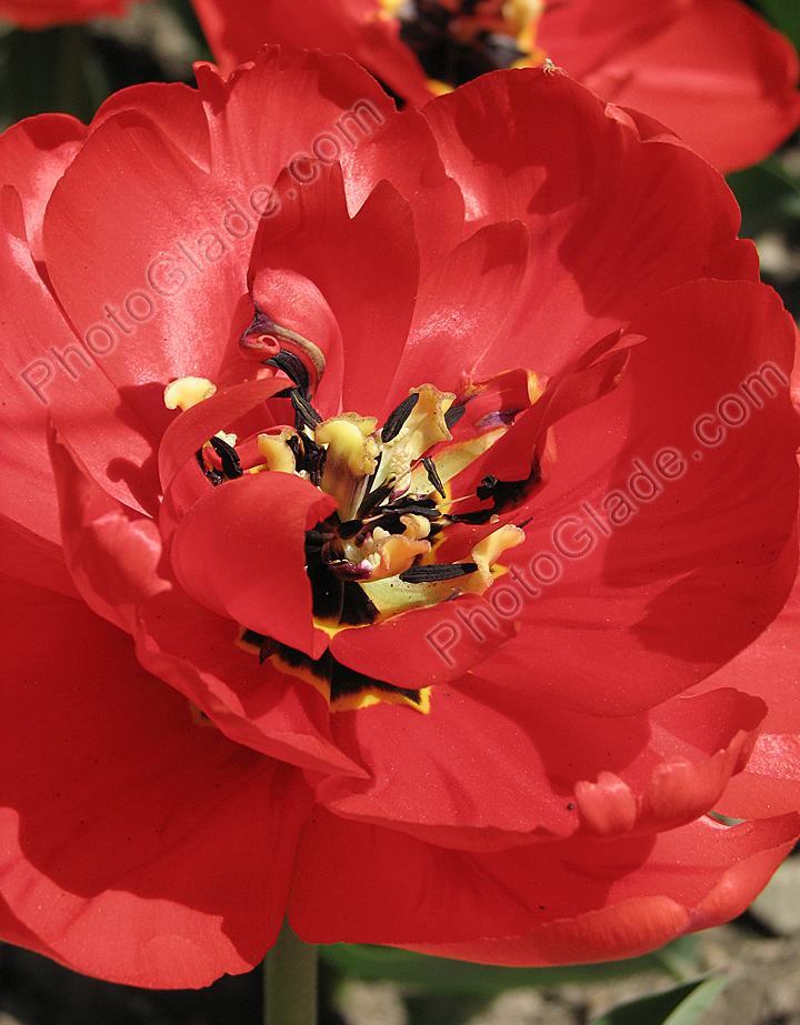 Цветок тюльпана Apeldoorn's Favourite.