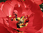 Цветок тюльпана Apeldoorn