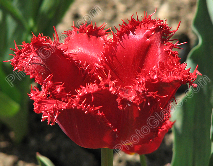 Цветок красного тюльпана Valery Gergiev.