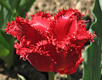 Цветок красного тюльпана Valery Gergiev. 
Размер: 720x562. 
Размер файла: 448.95 КБ