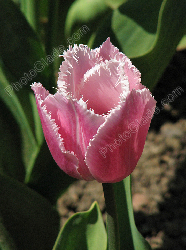 Цветок тюльпана Fringed Family.