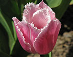 Цветок тюльпана Fringed Family. 
Размер: 720x965. 
Размер файла: 601.37 КБ