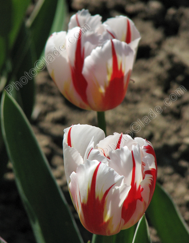 Белые тюльпаны с красными и зелёными язычками.
