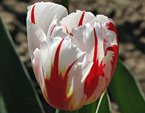 Белые тюльпаны с красными и зелёными язычками. 
Размер: 720x924. 
Размер файла: 514.80 КБ