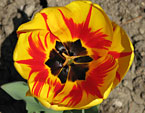 Раскрытый цветок тюльпана Olimpic Flame. 
Размер: 720x606. 
Размер файла: 403.94 КБ
