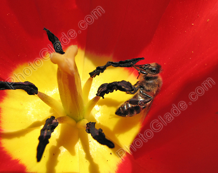 Пчела в цветке красного тюльпана.