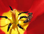 Пчела в цветке красного тюльпана. 
Размер: 720x571. 
Размер файла: 367.89 КБ