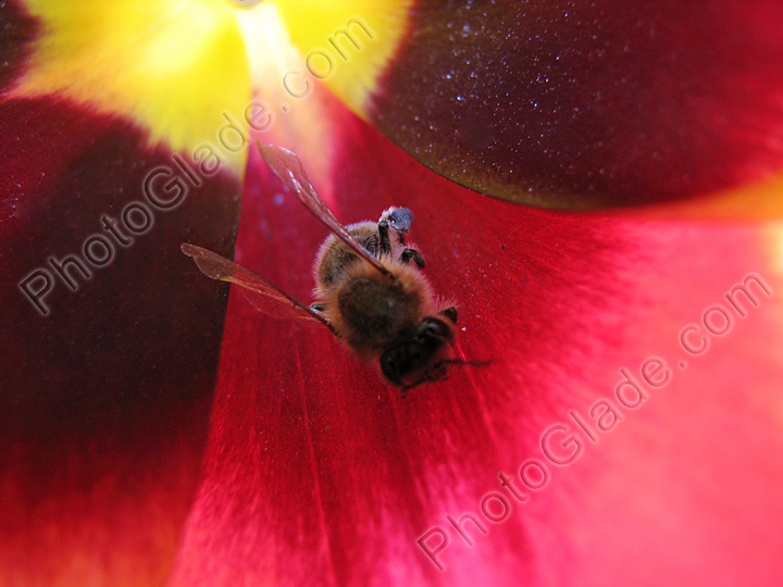 Пчела в лепестках тюльпана.