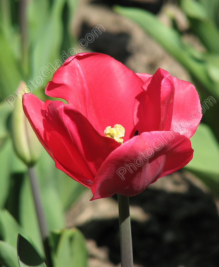 Цветок розового тюльпана Домiвка Для Дюймовочки.