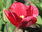 Цветок розового тюльпана Домiвка Для Дюймовочки. 
Размер: 720x878. 
Размер файла: 527.87 КБ
