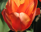 Тюльпан My Lady оранжевого цвета. 
Размер: 720x871. 
Размер файла: 595.02 КБ