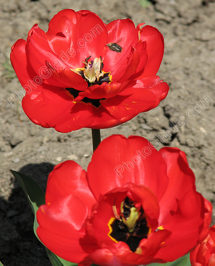 Два красных тюльпана Apeldoorn's Favourite.