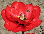Два красных тюльпана Apeldoorn