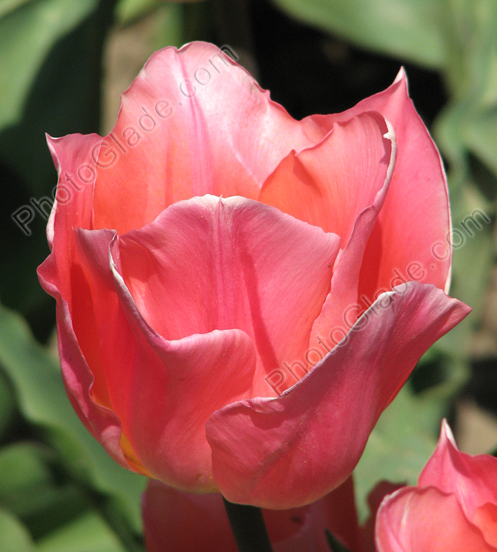Абрикосово-розовый тюльпан.