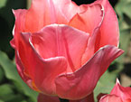 Абрикосово-розовый тюльпан. 
Размер: 720x800. 
Размер файла: 491.13 КБ