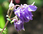 Фиолетовый цветок водосбора с бутоном. 
Размер: 720x885. 
Размер файла: 586.15 КБ