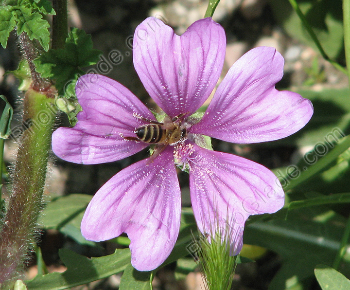 Цветок дикой мальвы с пчелой.
