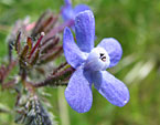 Маленький синий цветок. 
Размер: 720x568. 
Размер файла: 396.12 КБ