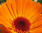 Оранжевый цветок календулы с тёмной серединкой. 
Размер: 720x554. 
Размер файла: 371.34 КБ