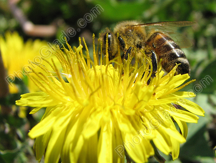 Пчела собирает пыльцу на соцветии одуванчика.