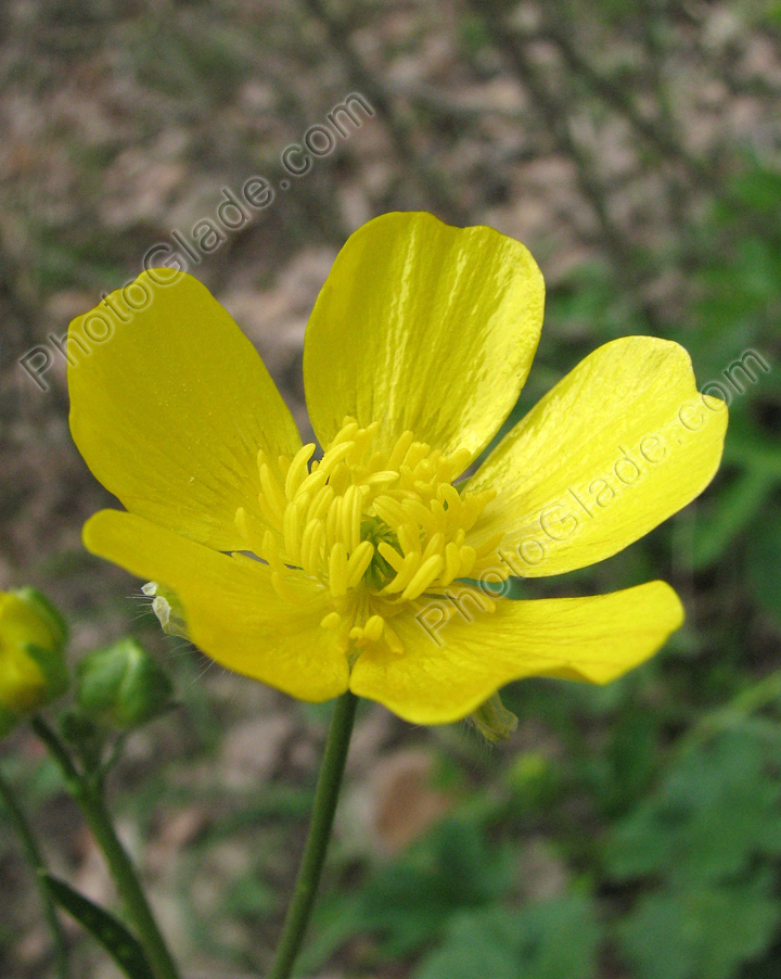 Жёлтый цветок из крымских лесов.
