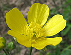 Жёлтый цветок из крымских лесов. 
Размер: 720x902. 
Размер файла: 596.65 КБ