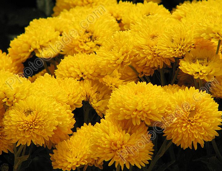 Пушистые цветки жёлтой хризантемы Мишаль.