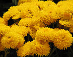 Пушистые цветки жёлтой хризантемы Мишаль. 
Размер: 720x556. 
Размер файла: 475.34 КБ