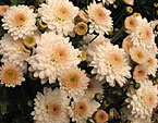 Белые мелкоцветковые хризантемы в НБС. 
Размер: 720x583. 
Размер файла: 500.14 КБ