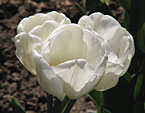 Белые тюльпаны Weisse Berliner класса триумф. 
Размер: 720x898. 
Размер файла: 447.83 КБ