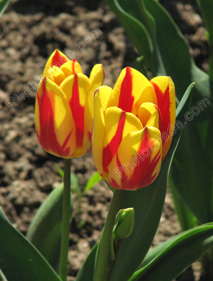 Мультицветковый тюльпан Colour Spectacle.