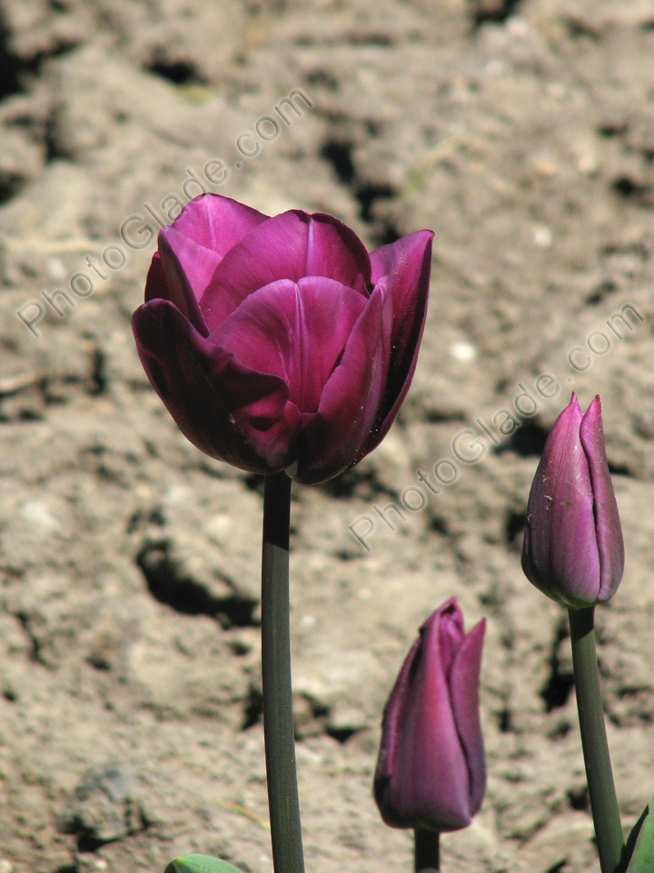 Тёмно-фиолетовый тюльпан Синеокий.