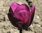 Тёмно-фиолетовый тюльпан Синеокий. 
Размер: 720x961. 
Размер файла: 593.46 КБ