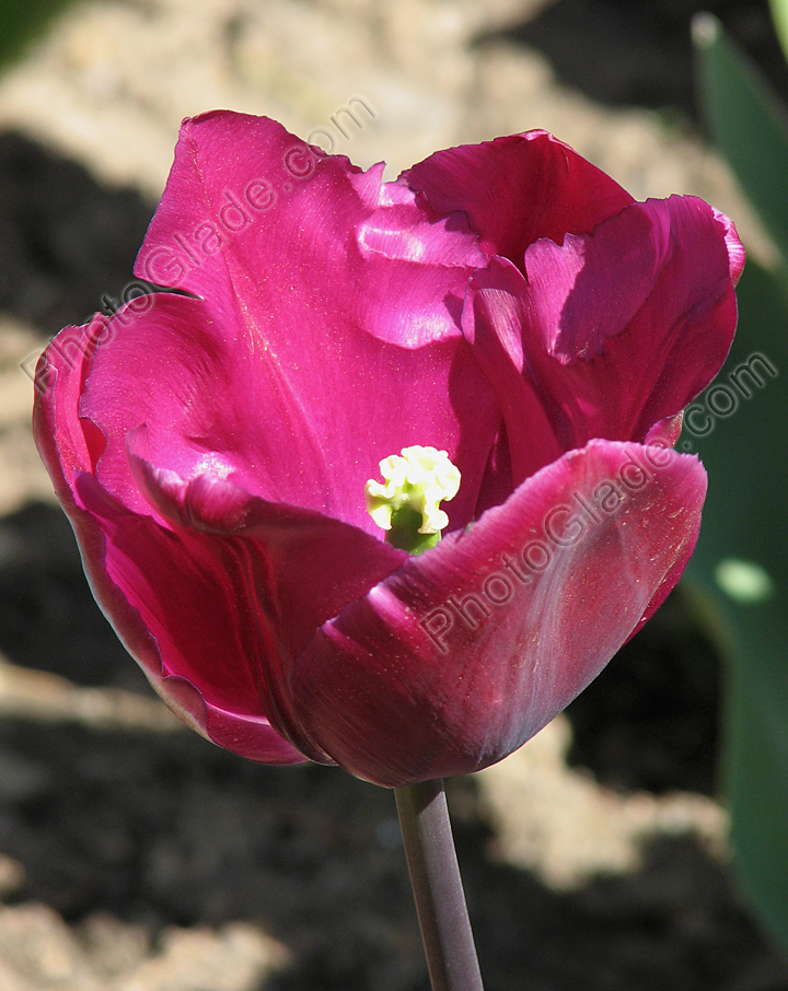 Фиолетовый тюльпан Demeter зарубежной селекции.