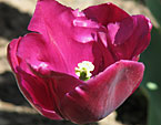 Фиолетовый тюльпан Demeter зарубежной селекции. 
Размер: 720x906. 
Размер файла: 584.01 КБ