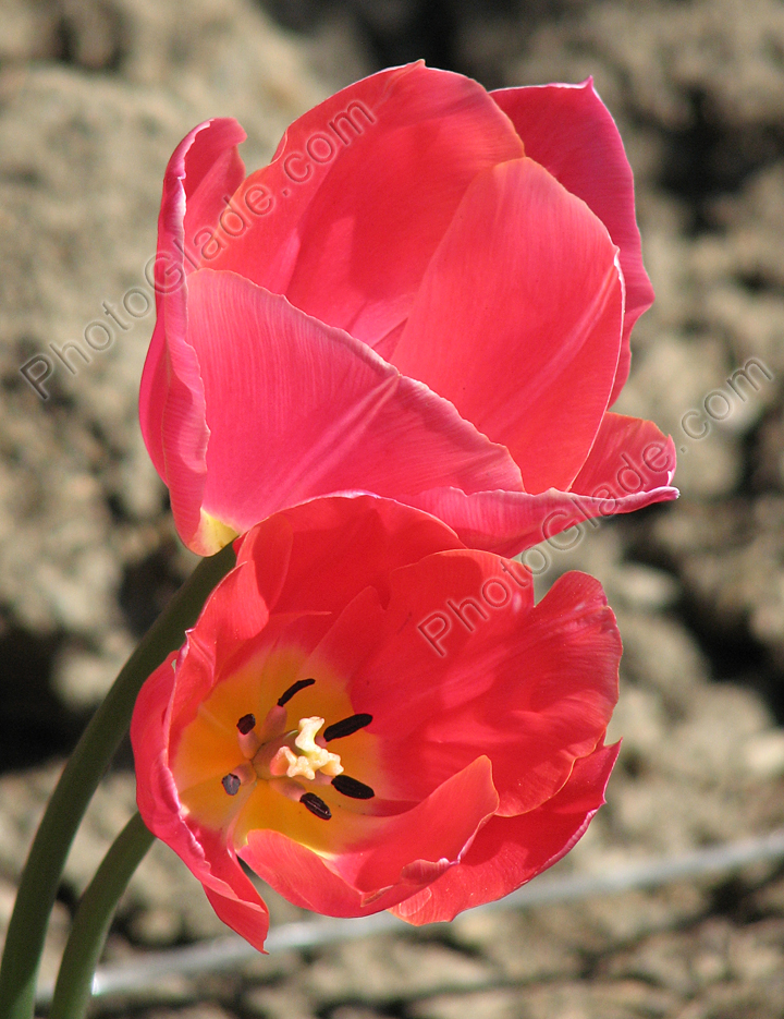 Розовые цветы тюльпана Hadley.