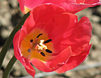 Розовые цветы тюльпана Hadley. 
Размер: 720x935. 
Размер файла: 575.05 КБ