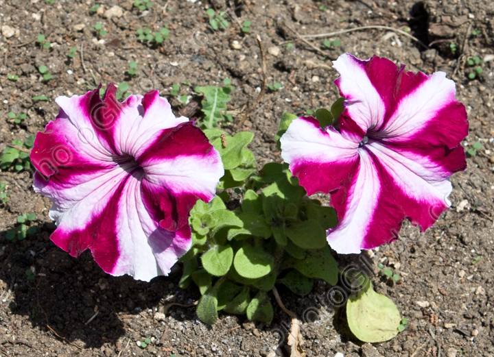 Два цветка петунии с розовыми и белыми полосками.