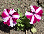Два цветка петунии с розовыми и белыми полосками. 
Размер: 720x521. 
Размер файла: 416.12 КБ