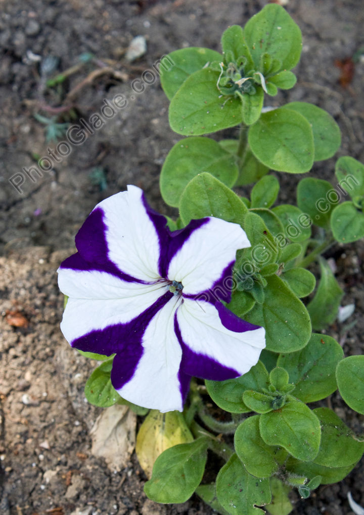 Цветок бело-фиолетовой петунии.