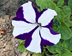 Цветок бело-фиолетовой петунии. 
Размер: 720x1017. 
Размер файла: 549.81 КБ