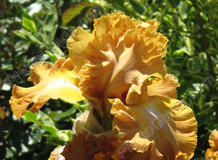 Карамельно-коричневый цветок ириса Juan Valdez.