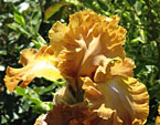 Карамельно-коричневый цветок ириса Juan Valdez. 
Размер: 720x527. 
Размер файла: 436.83 КБ