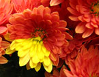 Пестрая мелкоцветковая хризантема: часть цветка окрашена в желтый цвет. 
Размер: 720x554. 
Размер файла: 337.50 КБ