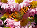 Бабочка-репейница на сиреневых хризантемах. 
Размер: 720x459. 
Размер файла: 386.16 КБ