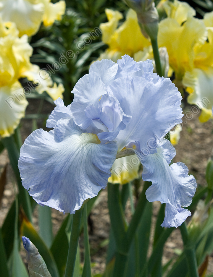 Ирис сорта Blue Reflection.